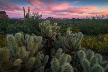  Cholla Cactus by Ryan Buchanan