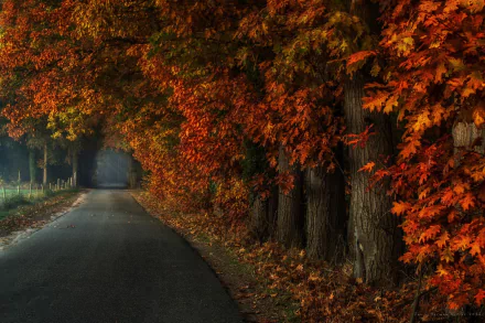 HD desktop wallpaper showing a peaceful road lined with trees in vibrant fall hues, capturing rich autumn colors and serene natural beauty.