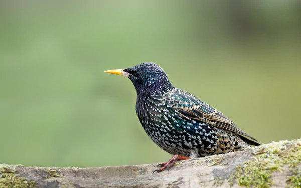 HD desktop wallpaper featuring a detailed close-up of a starling bird perched on a mossy branch against a soft green background.