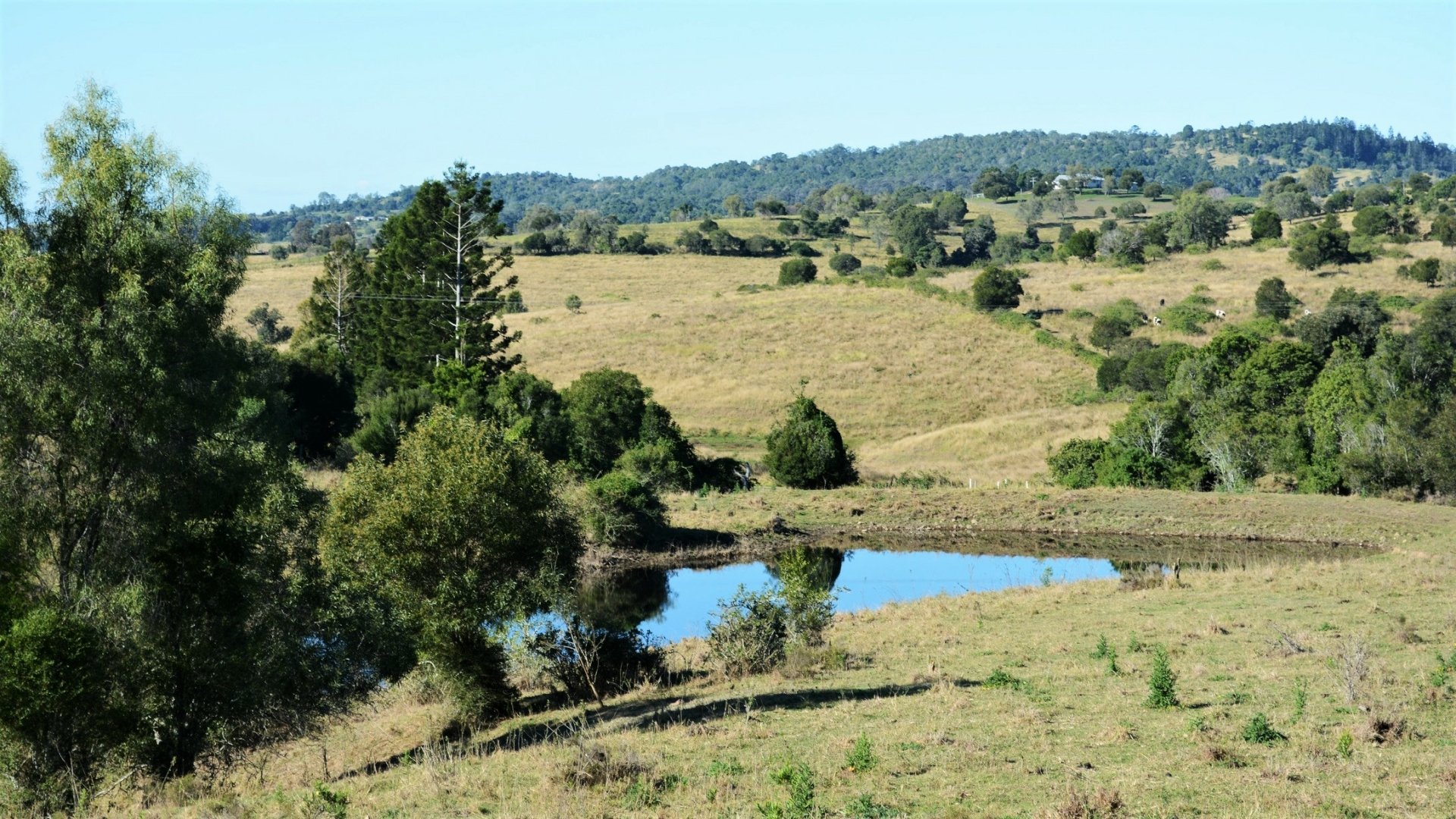 Queensland nature landscape with rolling grassy hills, scattered trees and a small reflective lake; HD PC desktop wallpaper background.