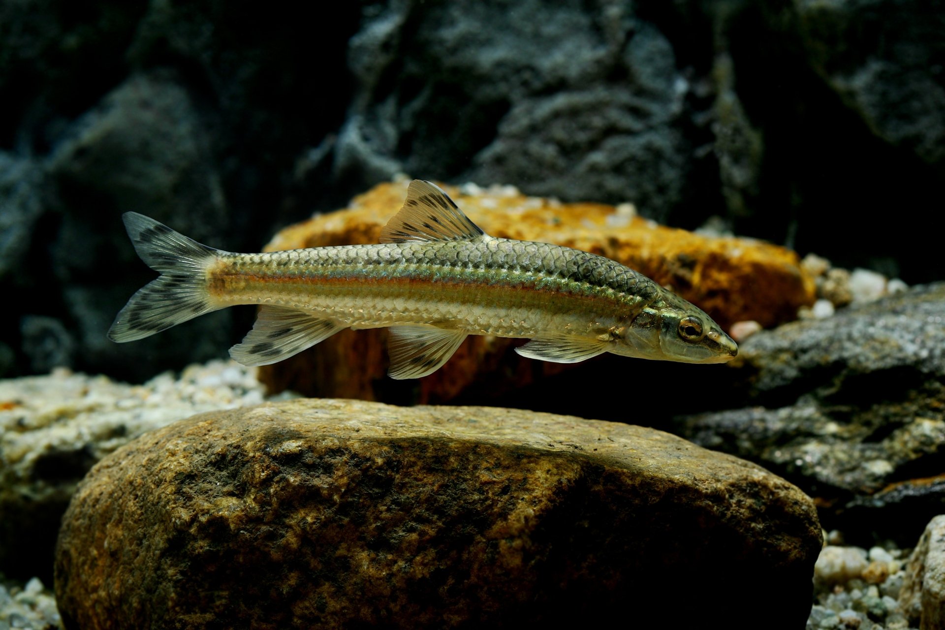 Download Sea Life Animal Fish HD Wallpaper