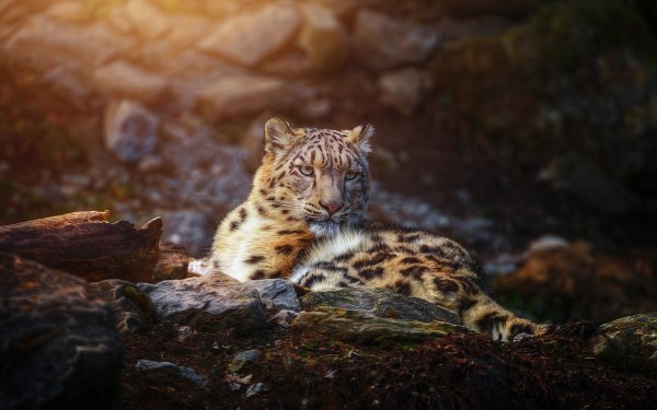 Animal Snow Leopard Cats Resting HD Wallpaper | Background Image