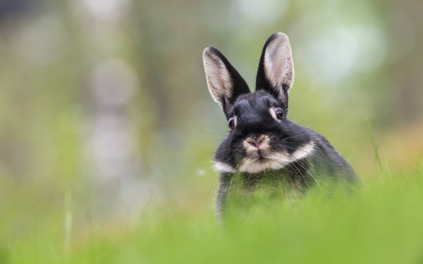 Animal Rabbit Stare Depth Of Field HD Wallpaper | Background Image