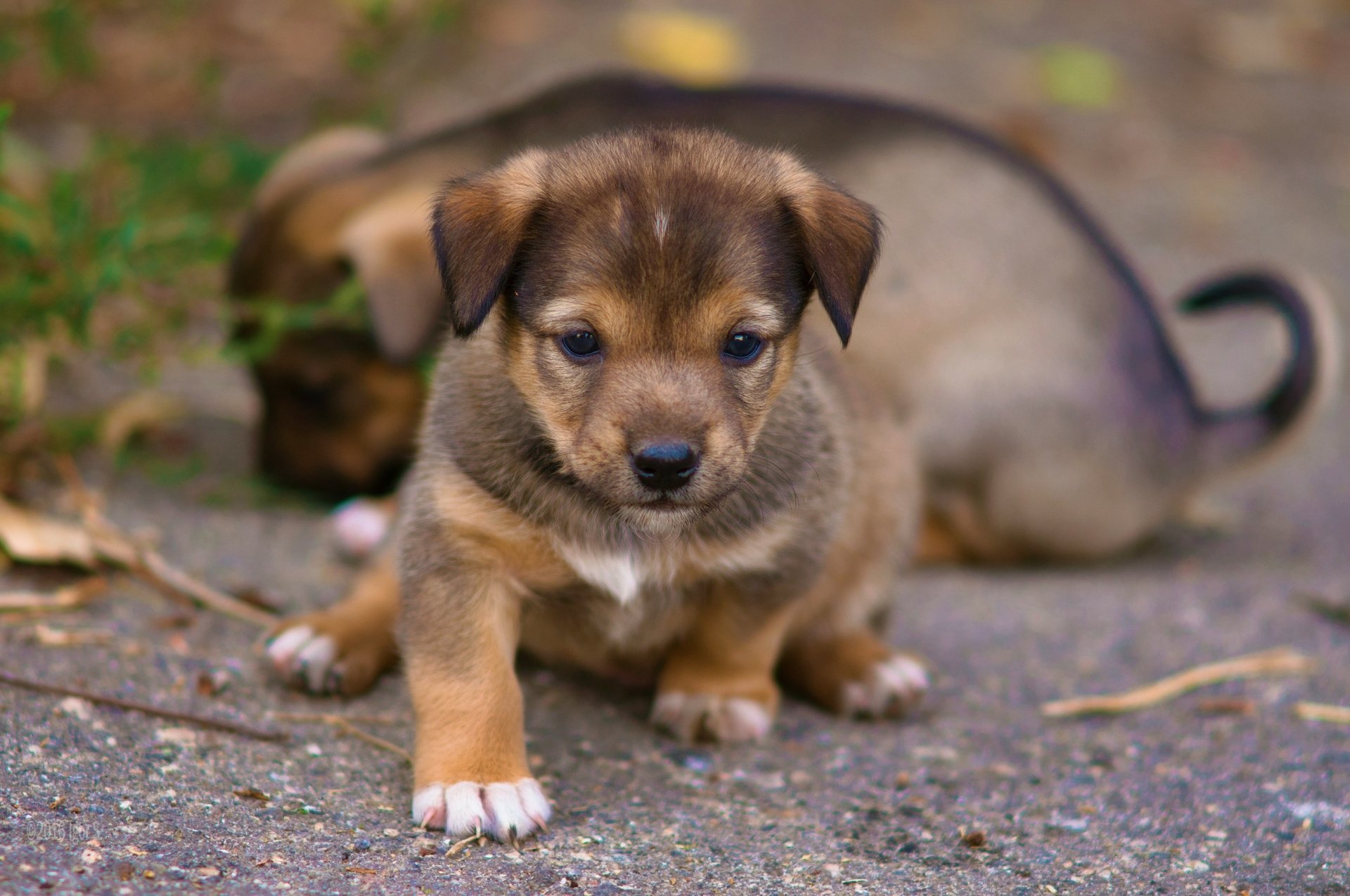 Download Baby Animal Cute Dog Animal Puppy  HD Wallpaper