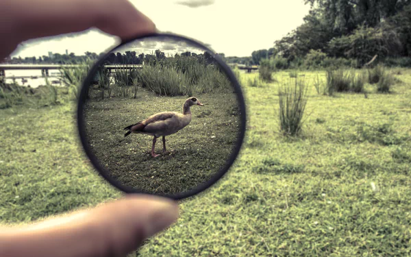 lens Animal goose HD Desktop Wallpaper | Background Image