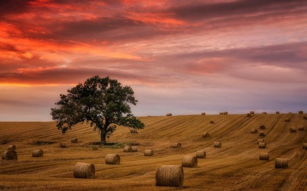 Earth Field Nature Tree Lonely Tree Sunset Summer Haystack Cloud HD Wallpaper | Background Image