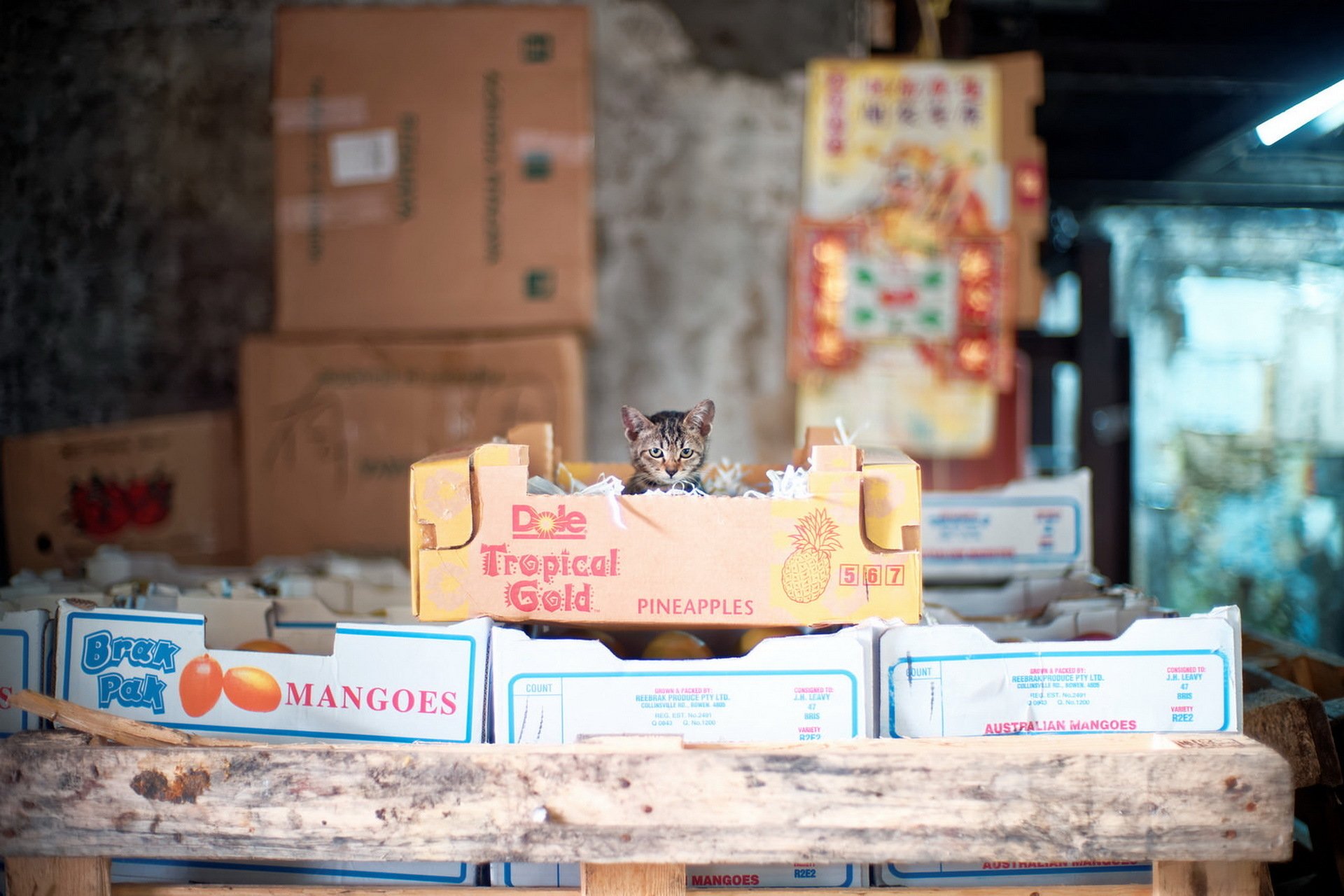A kitten peeks out from a cardboard pineapple box among fruit crates at a market, captured with a soft depth of field in this HD desktop wallpaper.