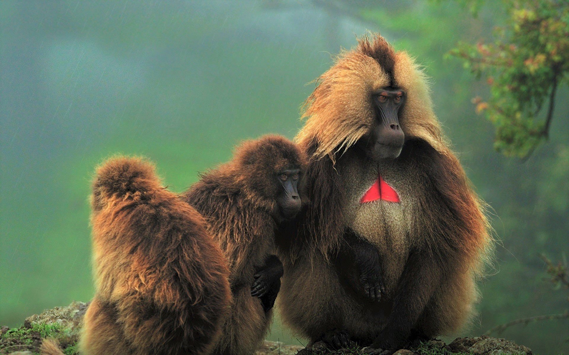 Download Monkey Animal Gelada HD Wallpaper