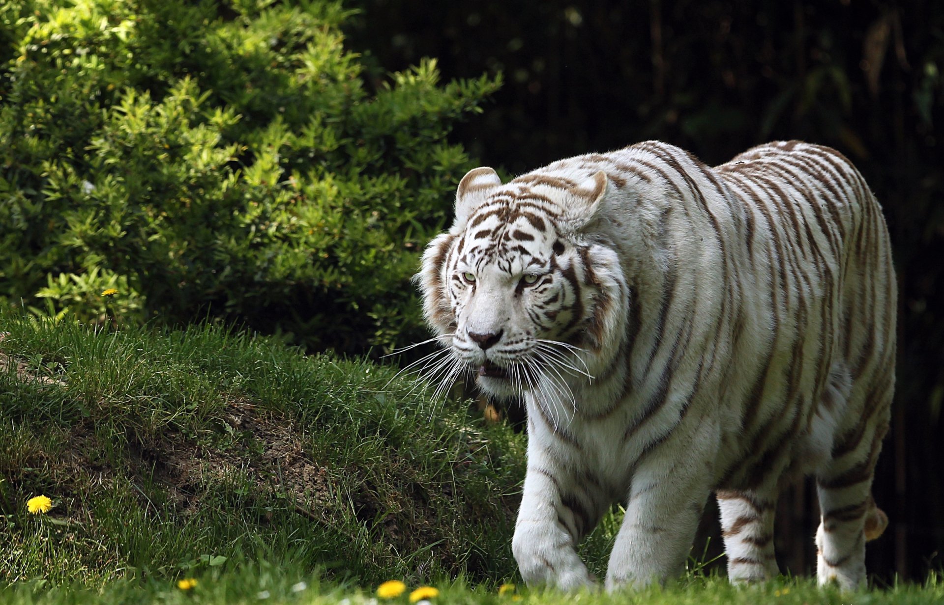 Download Tiger Animal White Tiger HD Wallpaper