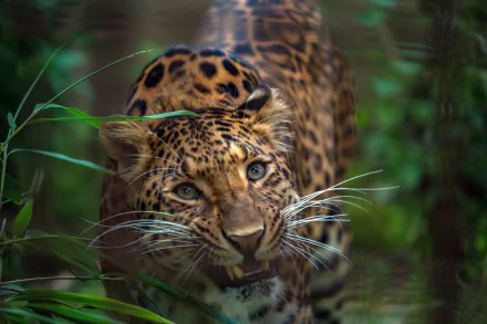 Animal leopard HD Desktop Wallpaper | Background Image