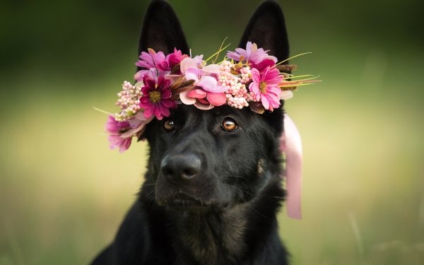 Animal German Shepherd Dogs Dog Wreath HD Wallpaper | Background Image