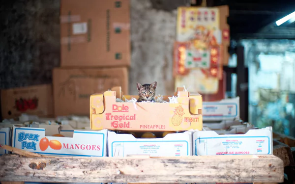 A kitten peeks out from a cardboard pineapple box among fruit crates at a market, captured with a soft depth of field in this HD desktop wallpaper.