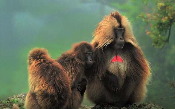  Gelada Monkey
