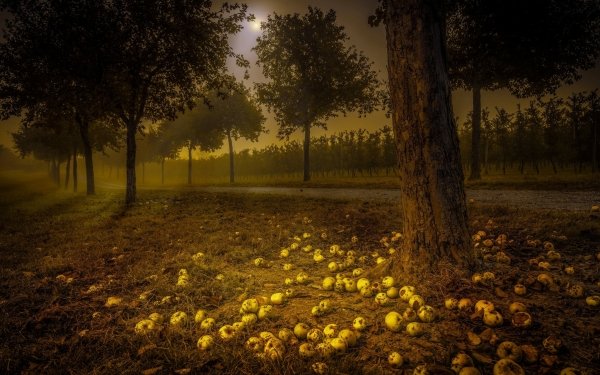 Man Made Road Night Moon Fog Tree Apple HD Wallpaper | Background Image