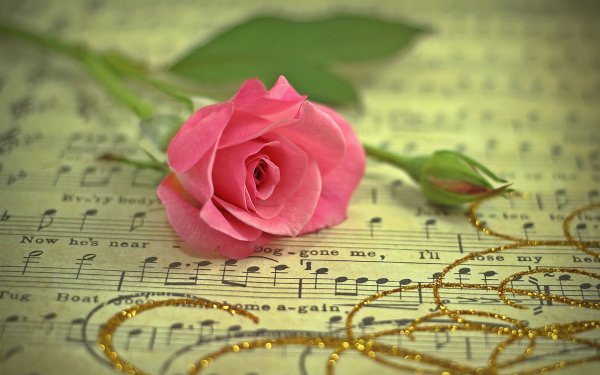 Photography Still Life Flower Rose Pink Rose Sheet Music Jewelry Pink Flower HD Wallpaper | Background Image