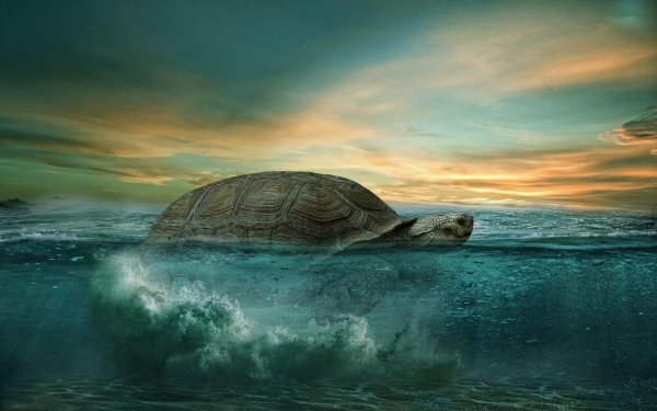 Turtle HD Wallpaper | Background Image | 1920x1080 | ID:310639 ...