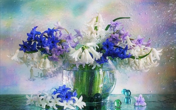 Photography Still Life Flower Hyacinth Blue White Purple Raindrops Window Vase HD Wallpaper | Background Image