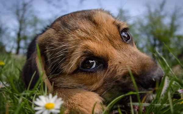 HD wallpaper of a puppy resting in grass with a close-up view of its face and daisy flowers around.