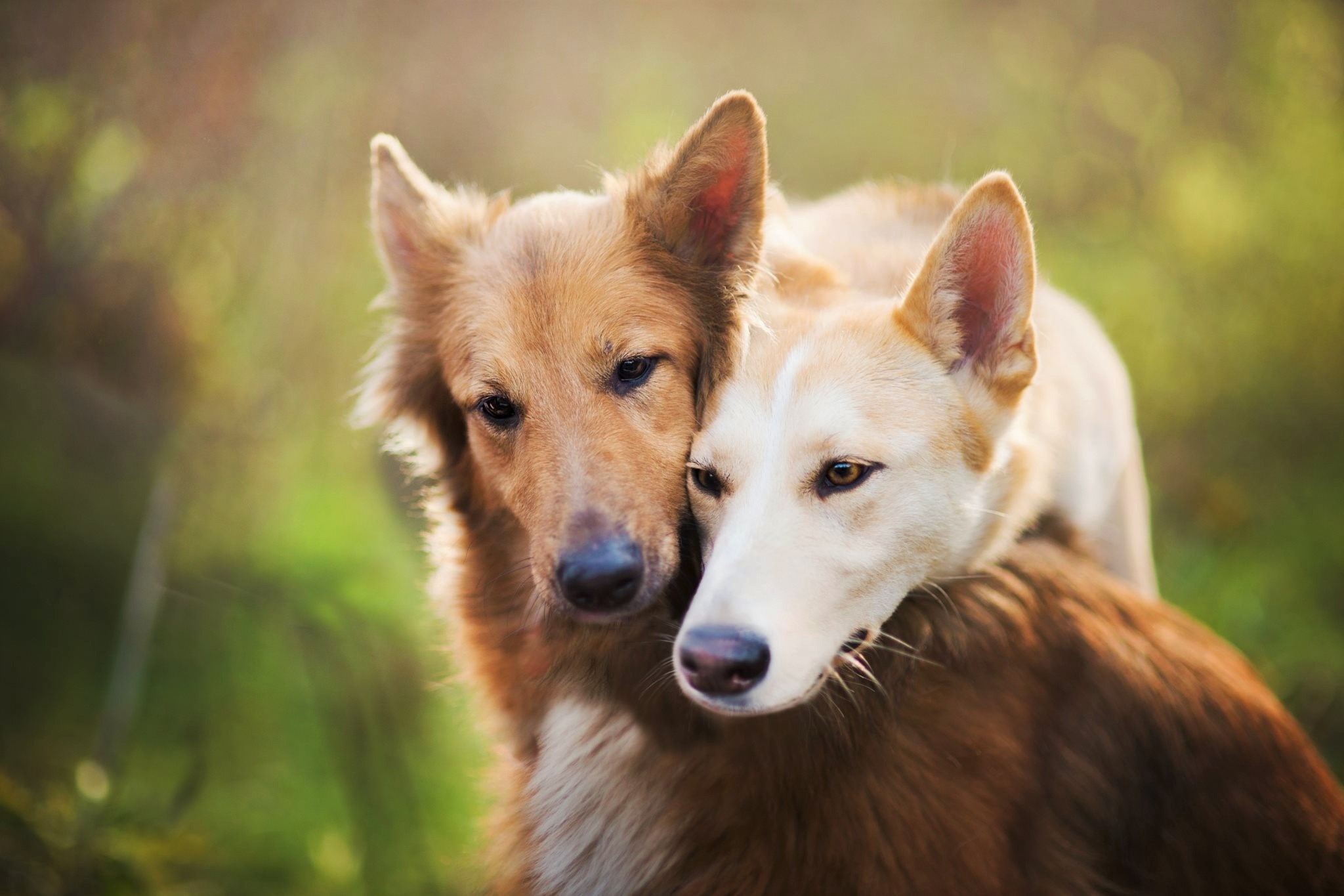 Animal Dog HD Wallpaper | Background Image