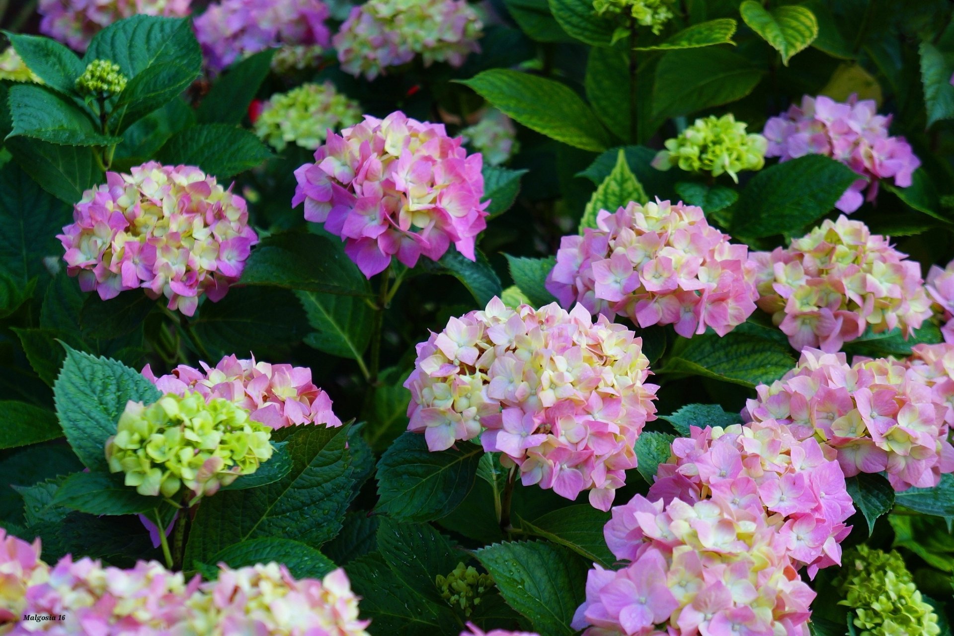 Download Pink Flower Leaf Flower Nature Hydrangea Hd Wallpaper