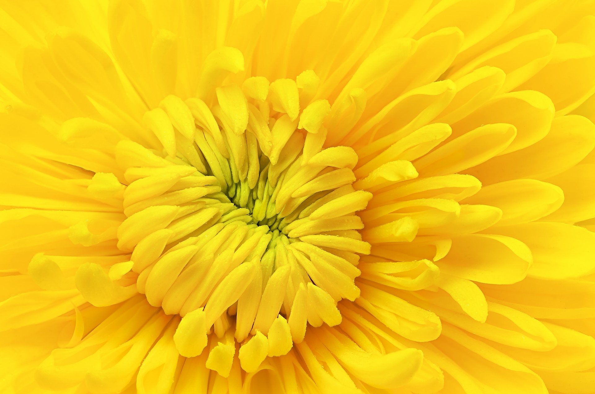 Download Yellow Flower Macro Flower Nature Chrysanthemum HD Wallpaper