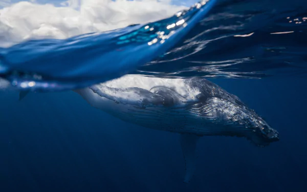 HD desktop wallpaper of a whale swimming underwater, showcasing sea life in natural blue ocean surroundings.