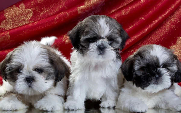  Shih-Tzu Puppies