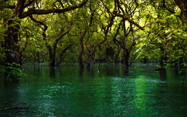Earth Swamp Forest Water Tree Green HD Wallpaper | Background Image