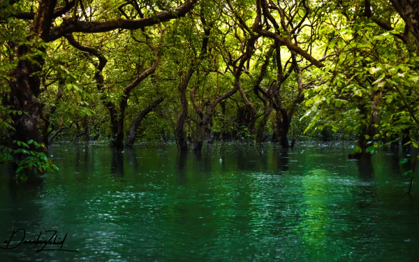 green tree water forest nature swamp HD Desktop Wallpaper | Background Image