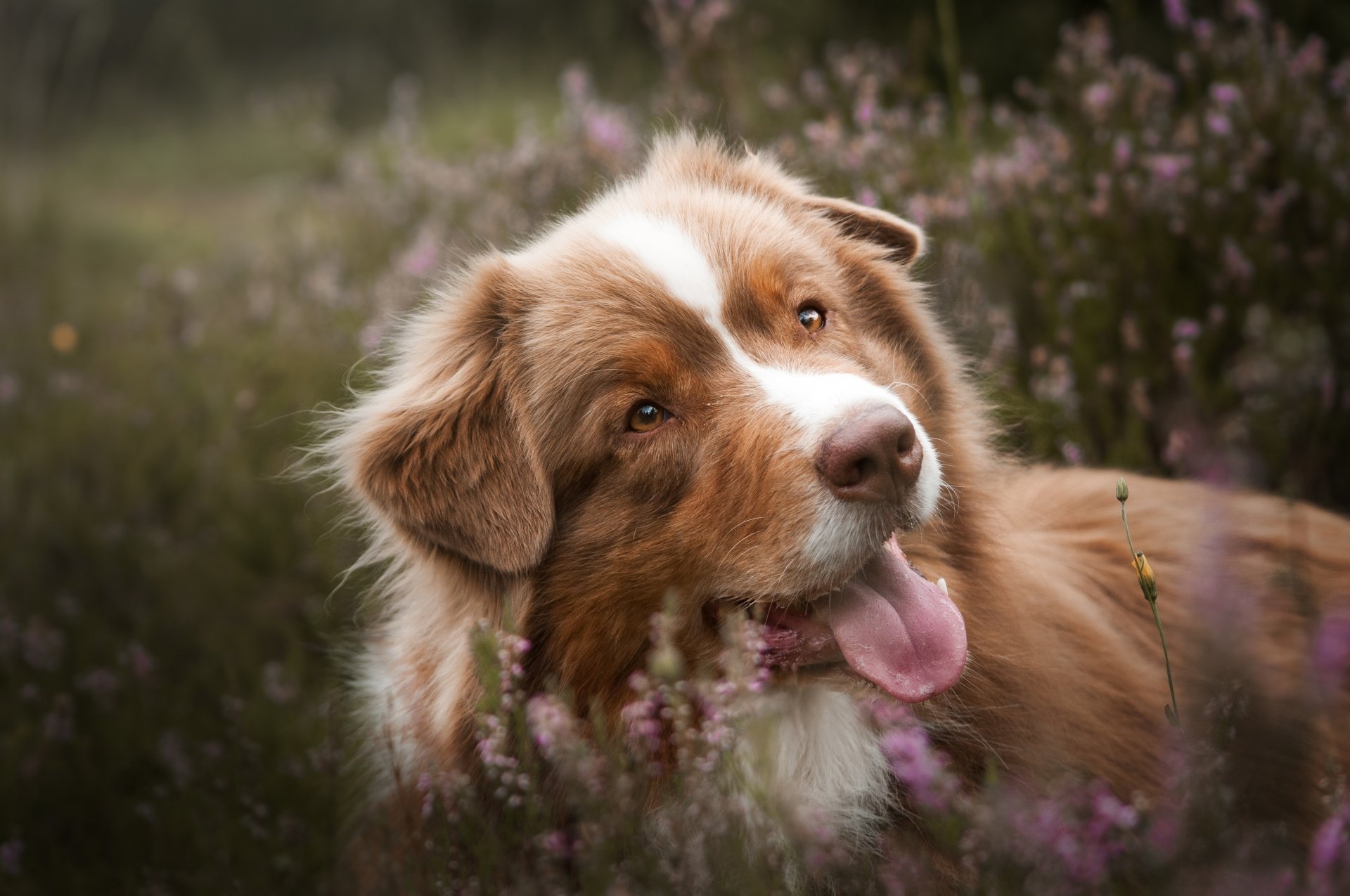 Animal Australian Shepherd 4k Ultra HD Wallpaper