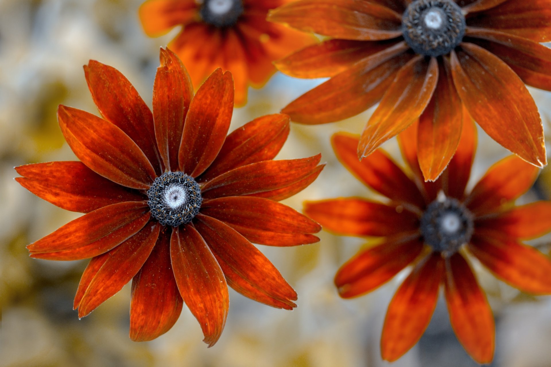 Macro HD desktop wallpaper of vibrant orange coneflower blossoms with detailed petals and textured centers, close-up nature background.