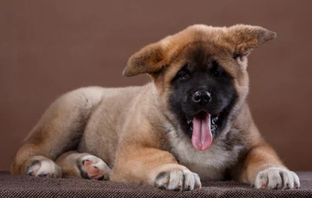 Fluffy Akita puppy, a baby animal dog, lying with mouth open and tongue out on a warm brown backdrop. 4K Ultra HD PC desktop wallpaper and background.