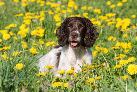 yellow flower dandelion dog Animal English Springer Spaniel HD Desktop Wallpaper | Background Image