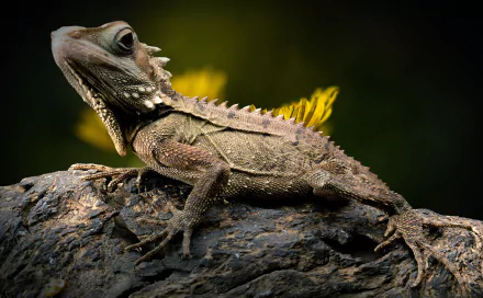 Close-up of a detailed iguana reptile lizard on a textured rock, captured in HD for a striking PC desktop wallpaper background.