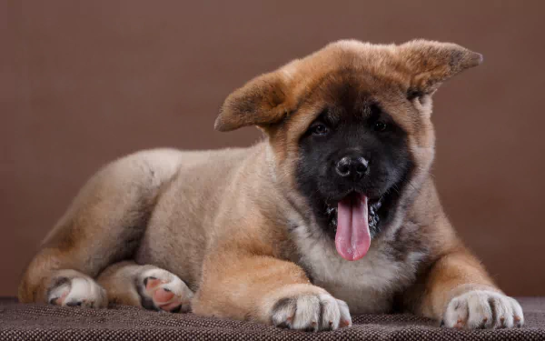 Fluffy Akita puppy, a baby animal dog, lying with mouth open and tongue out on a warm brown backdrop. 4K Ultra HD PC desktop wallpaper and background.