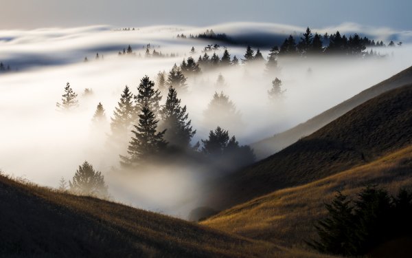 Nature Fog Tree Landscape HD Wallpaper | Background Image