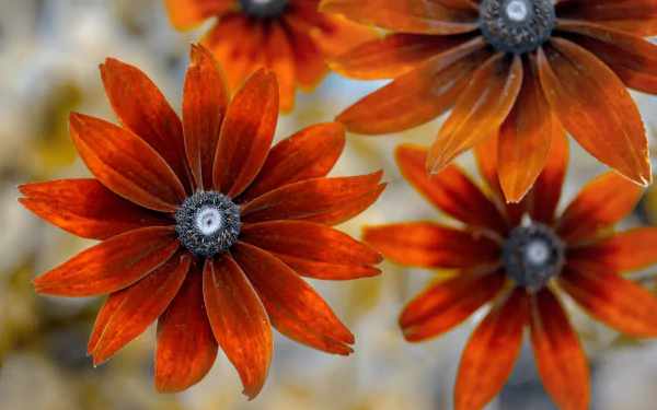 Macro HD desktop wallpaper of vibrant orange coneflower blossoms with detailed petals and textured centers, close-up nature background.