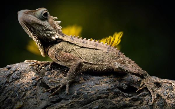 Close-up of a detailed iguana reptile lizard on a textured rock, captured in HD for a striking PC desktop wallpaper background.