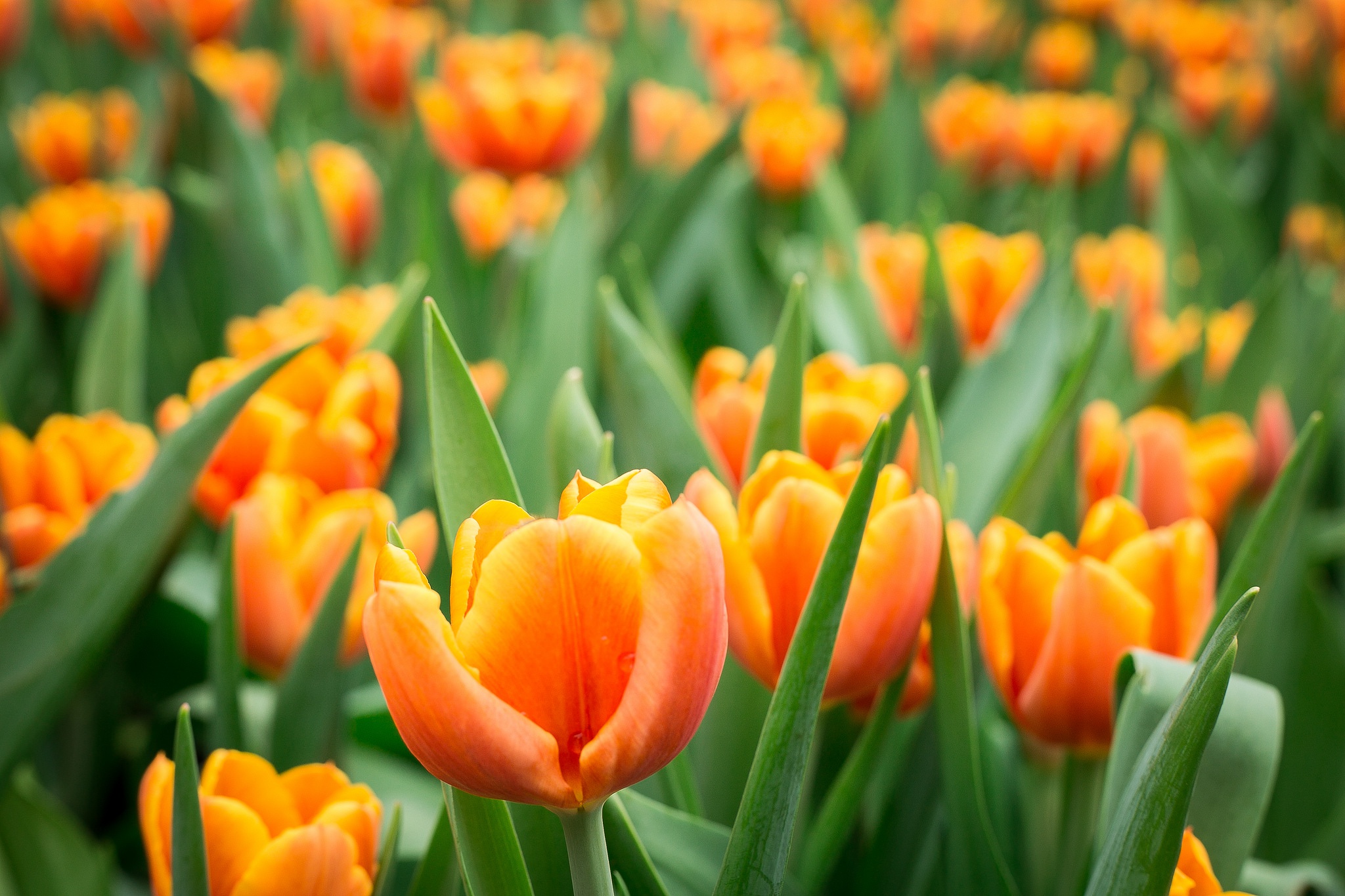 Tulip HD Wallpaper