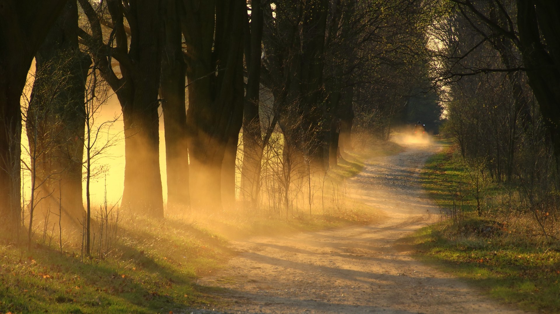5K Ultra HD PC desktop wallpaper/background: a foggy dirt road winding through a tree-lined forest, golden sunlight streaming through the mist.