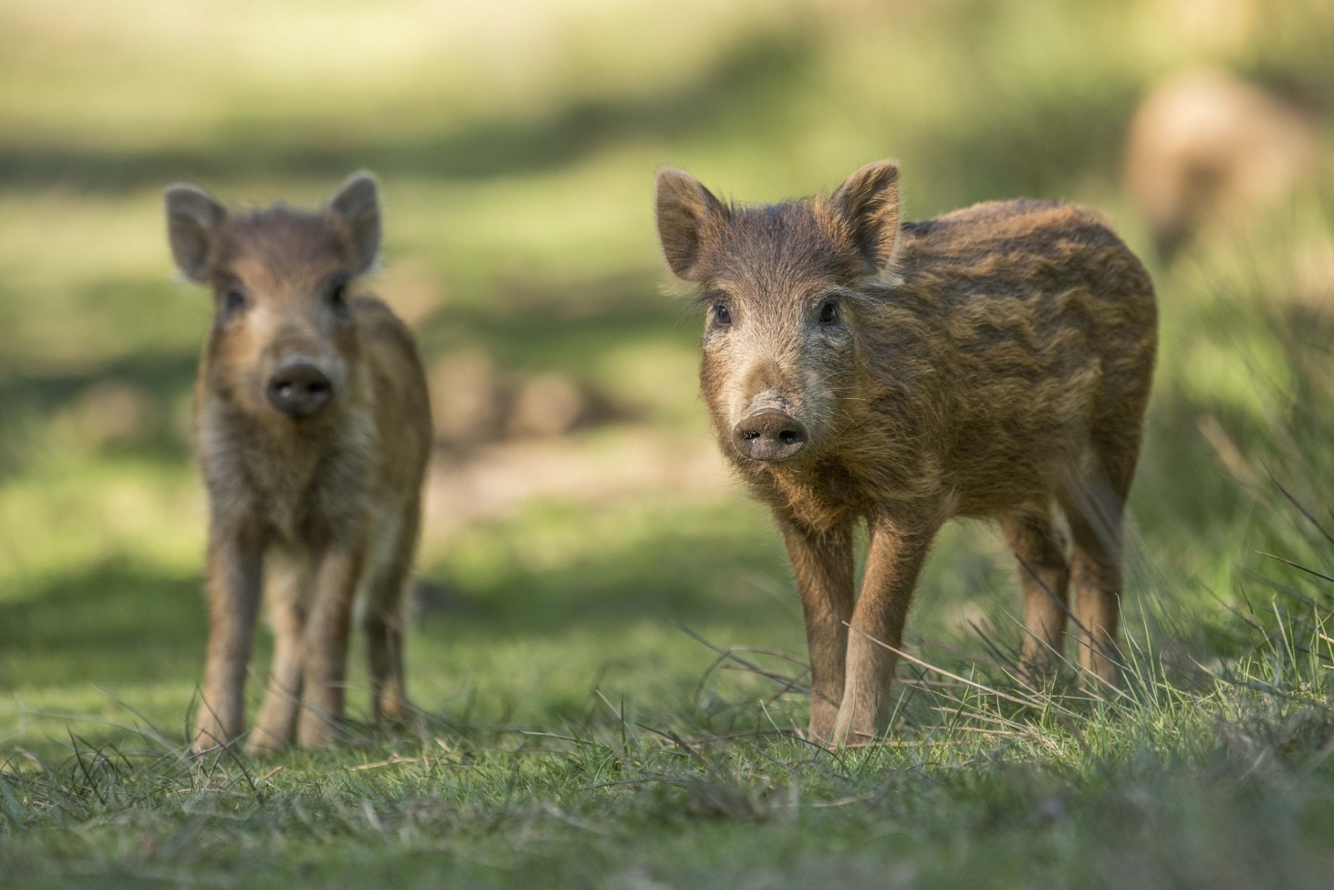 Two baby wild boars stare curiously ahead in a natural grassy setting, captured in HD quality for a striking PC desktop wallpaper.