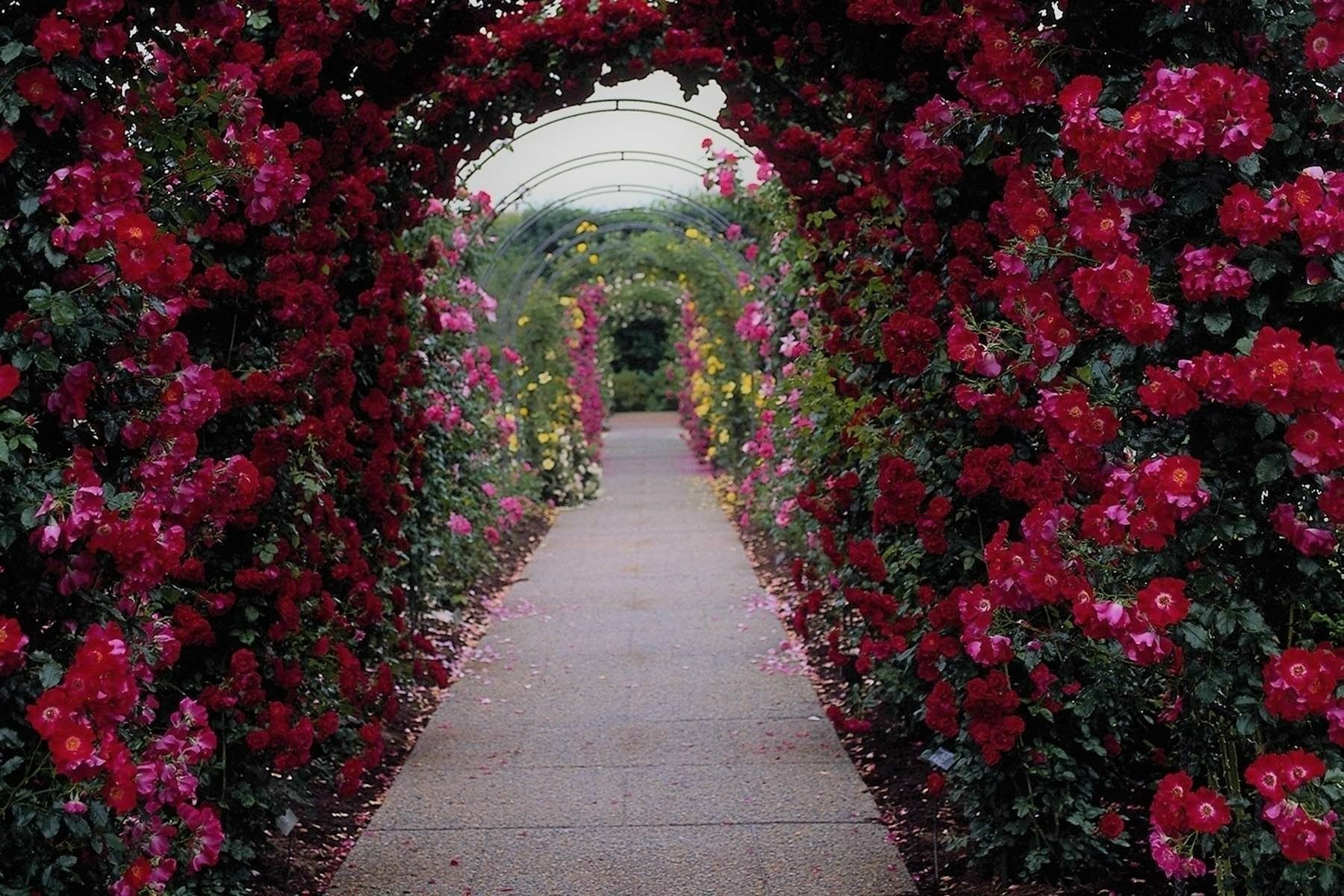 garden flower arch