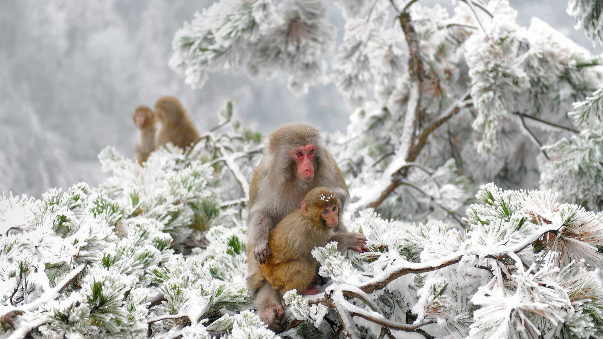 A Japanese macaque mother holds her baby while sitting on snow-covered tree branches in a wintry forest scene.