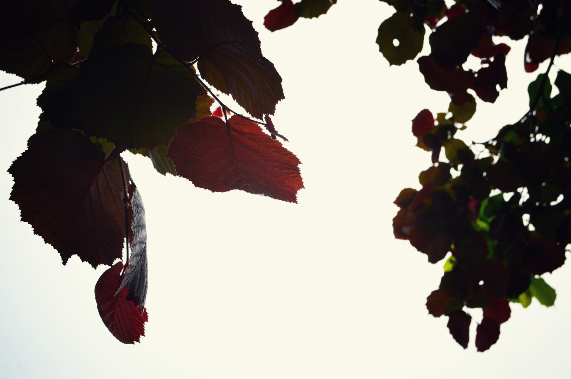 HD wallpaper featuring autumn leaves with a sky background, offering a tranquil and scenic nature view.