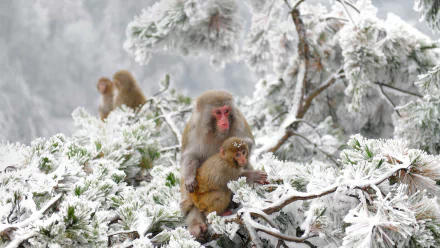 A Japanese macaque mother holds her baby while sitting on snow-covered tree branches in a wintry forest scene.