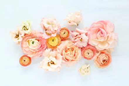  Peonies and Ranunculas