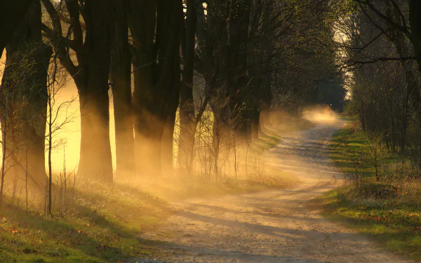 5K Ultra HD PC desktop wallpaper/background: a foggy dirt road winding through a tree-lined forest, golden sunlight streaming through the mist.