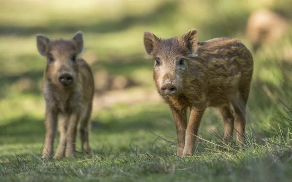 Two baby wild boars stare curiously ahead in a natural grassy setting, captured in HD quality for a striking PC desktop wallpaper.