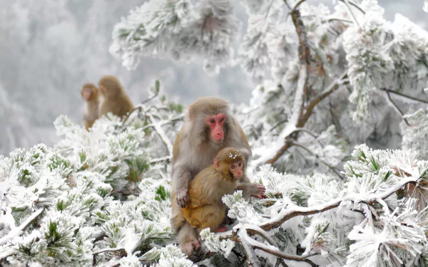 A Japanese macaque mother holds her baby while sitting on snow-covered tree branches in a wintry forest scene.