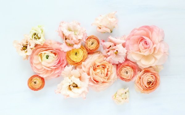 Earth Flower Flowers Peony Ranuncula Peach Flower Pink Flower HD Wallpaper | Background Image